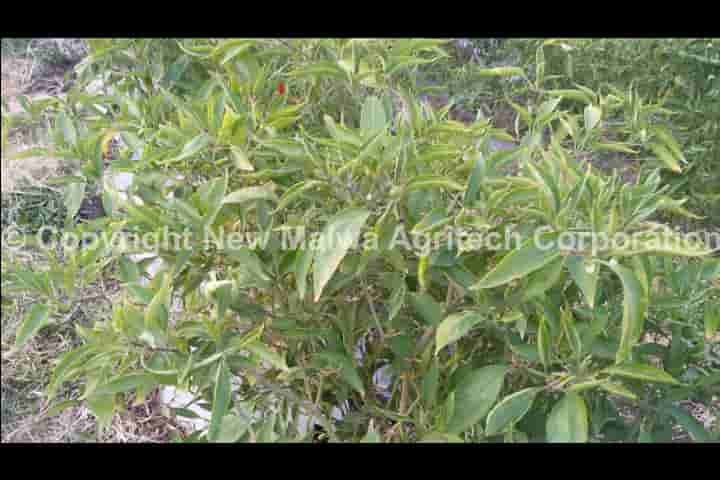 buy online organic certified viricide for leaf curl virus in india